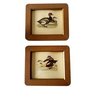 VINTAGE Decorel Duck Prints Frames Set of 2 King Duck Red Crested Whistling Duck